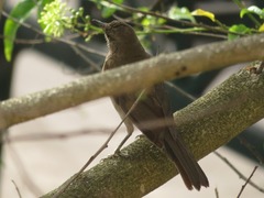 Turdus ignobilis debilis