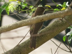 Turdus ignobilis debilis