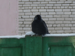 Corvus monedula