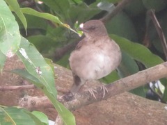 Turdus ignobilis debilis