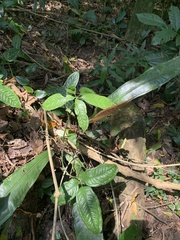 Anthurium sellowianum
