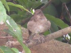 Turdus ignobilis debilis