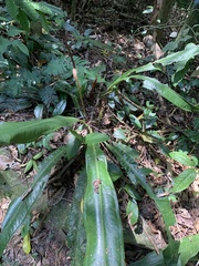 Anthurium sellowianum