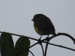 Euphonia chlorotica