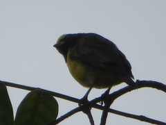 Euphonia chlorotica