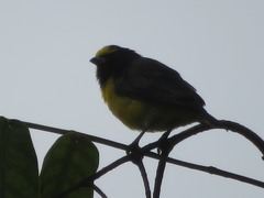 Euphonia chlorotica