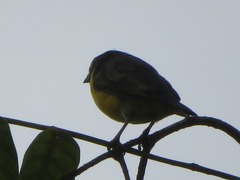 Euphonia chlorotica