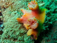 Cladopsammia gracilis