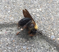 Xylocopa appendiculata