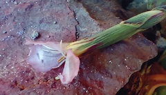 Dianthus albens