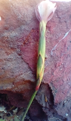 Dianthus albens