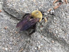 Xylocopa appendiculata