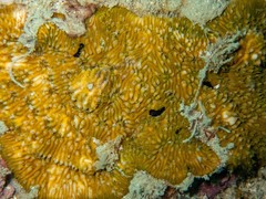 Cycloseris explanulata