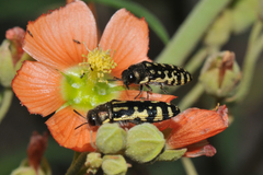 Acmaeodera solitaria