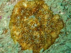 Cycloseris explanulata