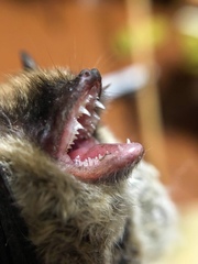 Myotis mystacinus