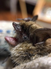 Myotis mystacinus