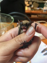 Myotis mystacinus