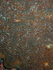 Lithophyllum incrustans