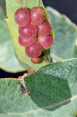 Sphaeroteras pulchripennis