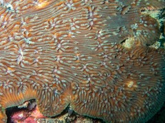 Lithophyllum incrustans