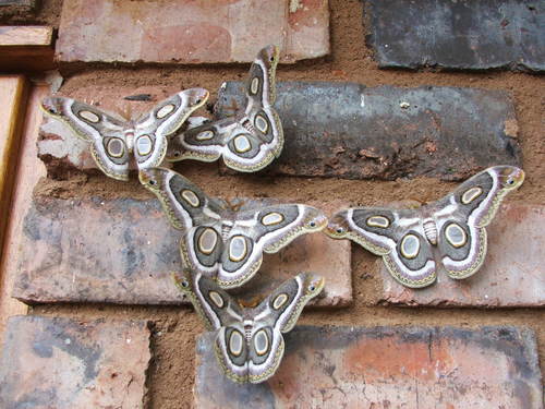 White Ringed Atlas (Epiphora mythimnia)