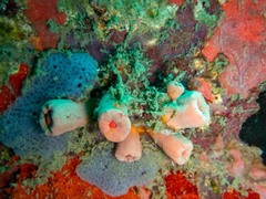 Cladopsammia gracilis