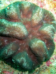 Lobophyllia hataii