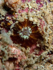 Lobophyllia hataii