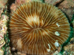 Pleuractis granulosa