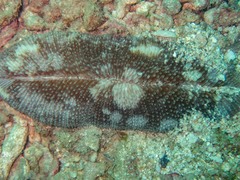 Ctenactis
