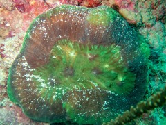 Lobophyllia hataii