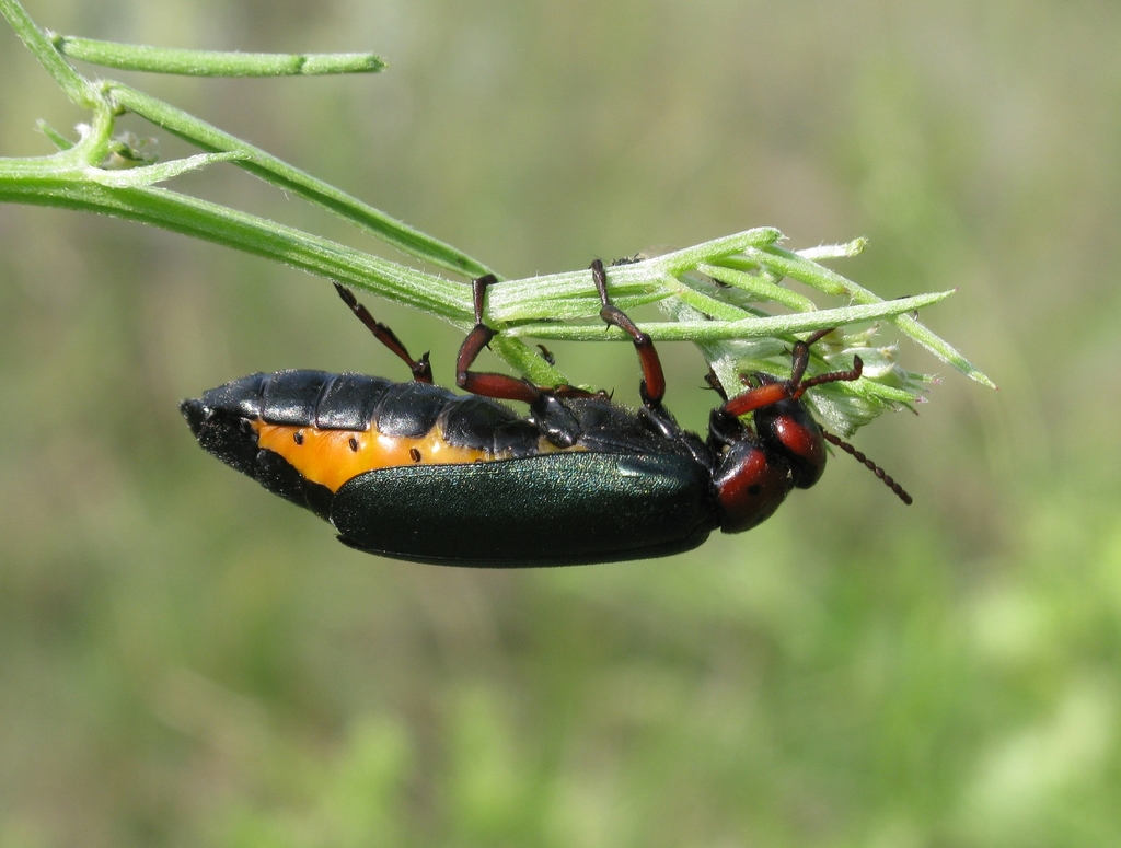 Muzimes collaris