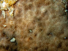 Psammocora nierstraszi