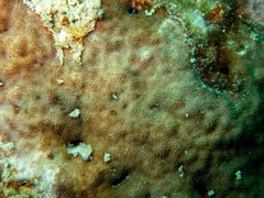 Psammocora nierstraszi