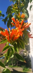 Pyrostegia