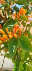 Pyrostegia