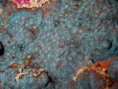 Psammocora nierstraszi