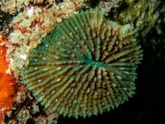 Ctenactis