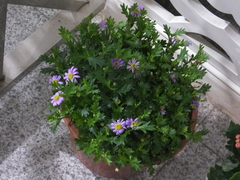 Brachyscome iberidifolia