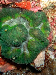 Lobophyllia hataii