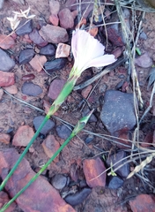 Dianthus albens