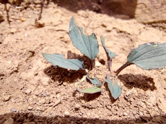 Drimiopsis davidsoniae