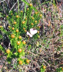 Dianthus albens