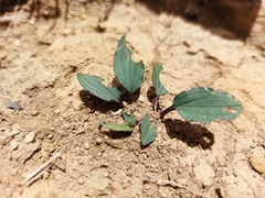 Drimiopsis davidsoniae