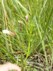 Mimulus gracilis