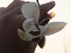 Magnolia biondii