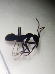 Ophthalmopone hottentota