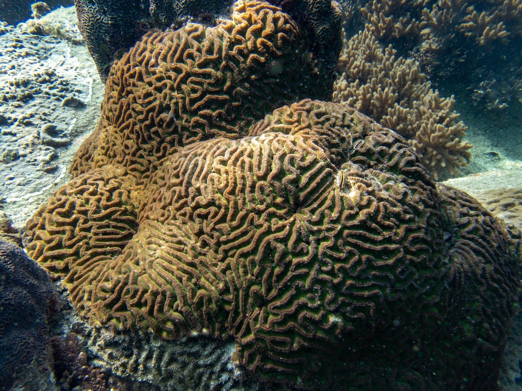 Lobophyllia recta