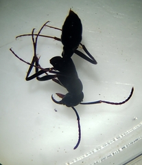 Ophthalmopone hottentota